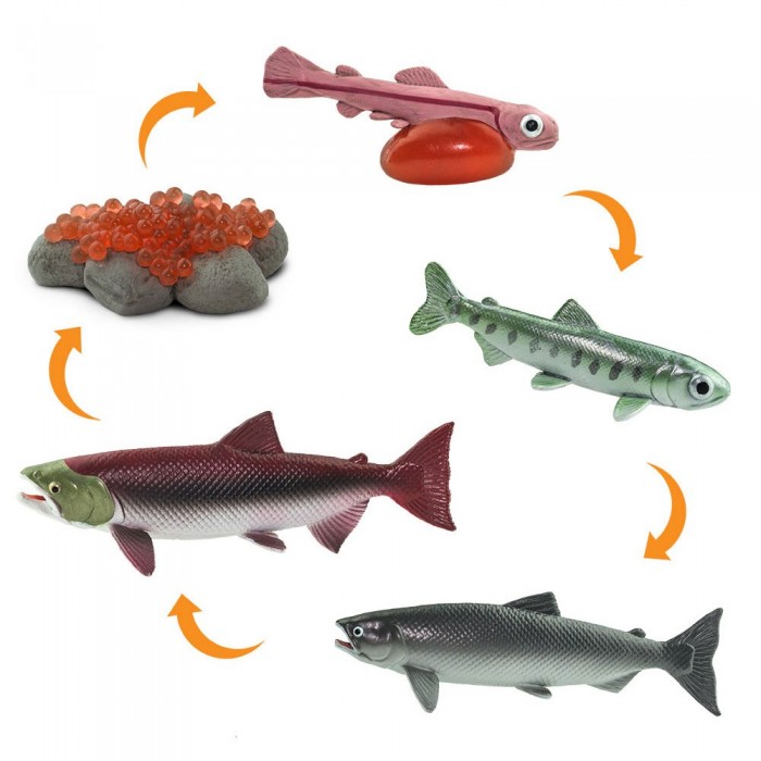 [해외]사파리엘티디 피겨 Life Cycle Salmon 15137554126 Multicolor