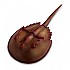 [해외]사파리엘티디 피겨 Horseshoe Crab 15137554603 Brown / Red