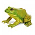 [해외]사파리엘티디 미국 황소 개구리 그림 15137554671 Green