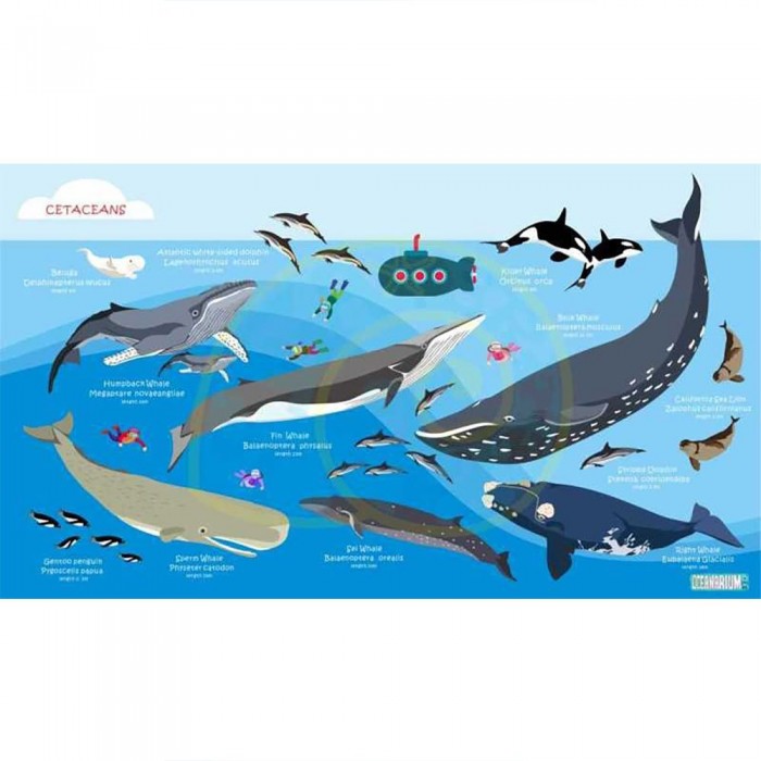 [해외]오셔나리움 수건 Cetaceans L 6137681028 Blue / Multicolor