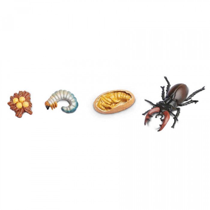 [해외]사파리엘티디 피겨 Life Cycle Of A Stag Beetle 15137555119 Multicolor